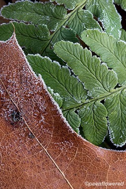 Frosted fern with leaf